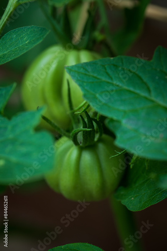 Immature tomatoes plant in the farm in the summer