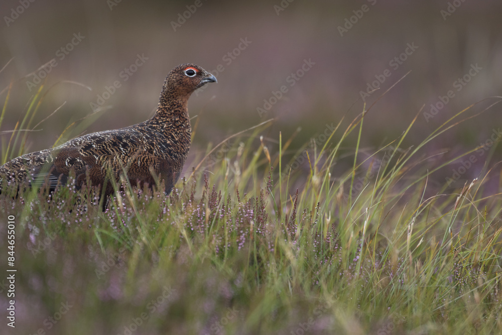 Red grouse, male cock bird facing left stood in colourful purple heather on Grouse Moor in Yorkshire, England, UK. Blurred, clean, green background. Scientific name: Lagopus lagopus. Space for copy. Red grouse, male cock bird facing left stood in colourful purple heather on Grouse Moor in Yorkshire, England, UK. Blurred, clean, green background. Scientific name: Lagopus lagopus. Space for copy.