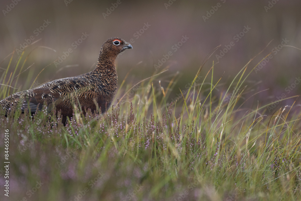 Red grouse, male cock bird facing left stood in colourful purple heather on Grouse Moor in Yorkshire, England, UK. Blurred, clean, green background. Scientific name: Lagopus lagopus. Space for copy. Red grouse, male cock bird facing left stood in colourful purple heather on Grouse Moor in Yorkshire, England, UK. Blurred, clean, green background. Scientific name: Lagopus lagopus. Space for copy.
