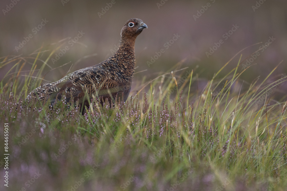Red grouse, male cock bird facing left stood in colourful purple heather on Grouse Moor in Yorkshire, England, UK. Blurred, clean, green background. Scientific name: Lagopus lagopus. Space for copy. Red grouse, male cock bird facing left stood in colourful purple heather on Grouse Moor in Yorkshire, England, UK. Blurred, clean, green background. Scientific name: Lagopus lagopus. Space for copy.