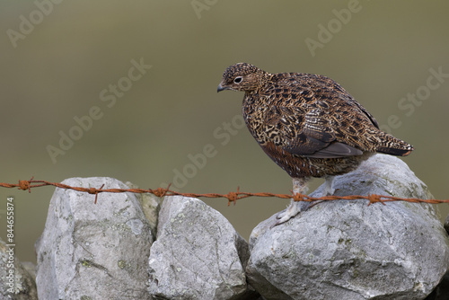 Red grouse, male cock bird facing left stood in colourful purple heather on Grouse Moor in Yorkshire, England, UK. Blurred, clean, green background. Scientific name: Lagopus lagopus. Space for copy. photo