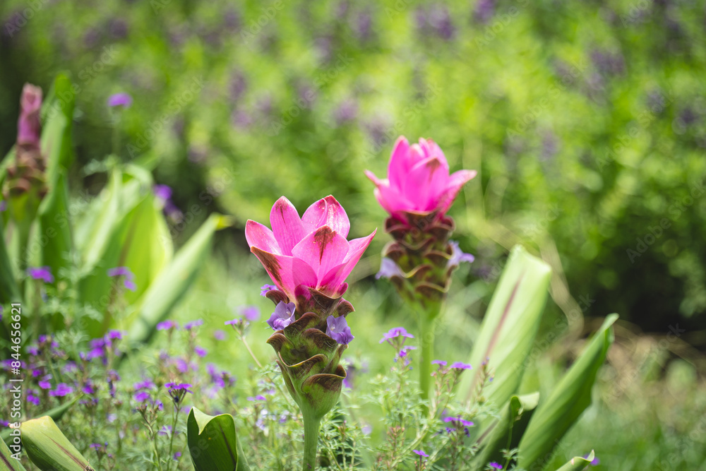 Obraz premium Close up where Siam Tulip blooms in the green meadow