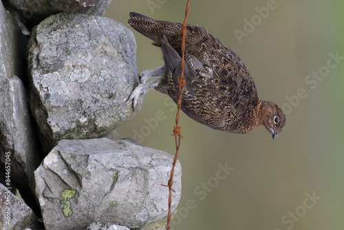 Red grouse, male cock bird facing left stood in colourful purple heather on Grouse Moor in Yorkshire, England, UK. Blurred, clean, green background. Scientific name: Lagopus lagopus. Space for copy. photo