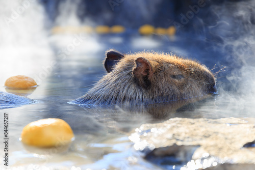 Wallpaper Mural 柚子の浮いた温泉に浸かるカピバラ
 Torontodigital.ca