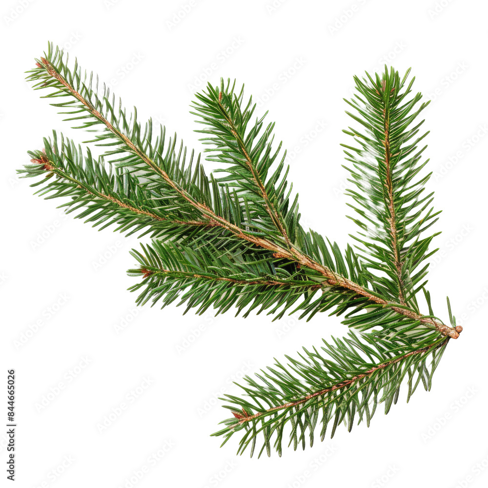 fir tree branch isolated on white background fir tree branch isolated on white background