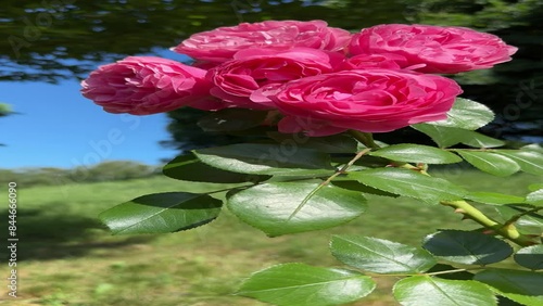 Wallpaper Mural Pink roses beautiful shrub in the garden, vertical video. Torontodigital.ca
