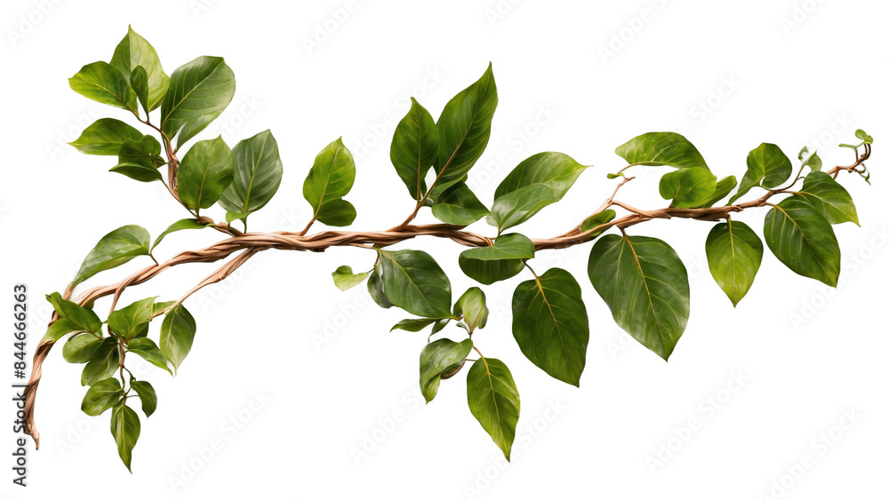 Twisted jungle branch transparent background Twisted jungle branch transparent background