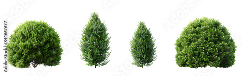 Trimmed thuja shrubs isolated on transparent background. Realistic 3D render
