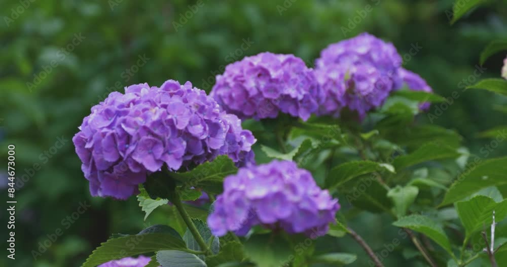 A hydrangea flower at the garden in the public park focusing A hydrangea flower at the garden in the public park focusing
