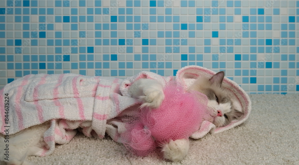 Cat in a bathrobe with a pink sponge.
Cat in a bathrobe with a pink sponge.