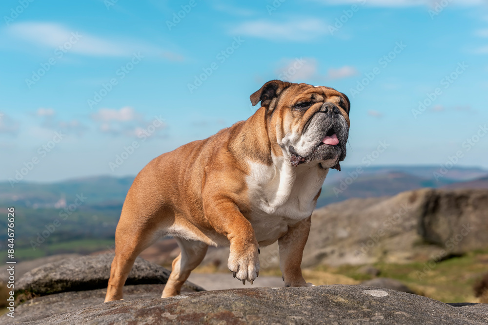 Obraz premium English Bulldog Standing on Rocky Outcropping in Peak District