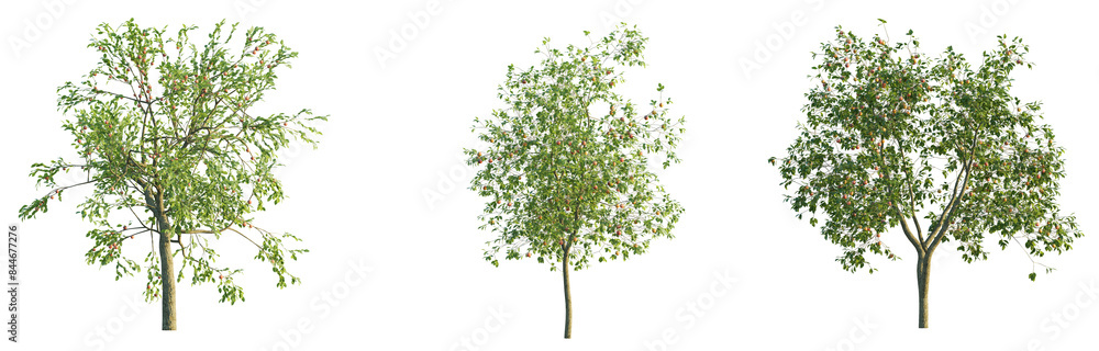 Malus domestica tree 4k png isolate cutout Malus domestica tree 4k png isolate cutout