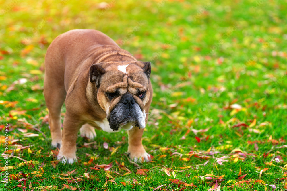 Brown Bulldog Walking On Grass With Fallen Leaves Brown Bulldog Walking On Grass With Fallen Leaves
