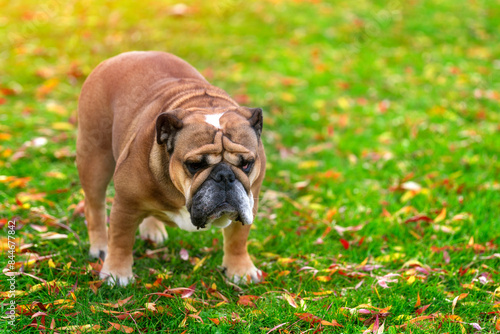 Brown Bulldog Walking On Grass With Fallen Leaves © Iryna