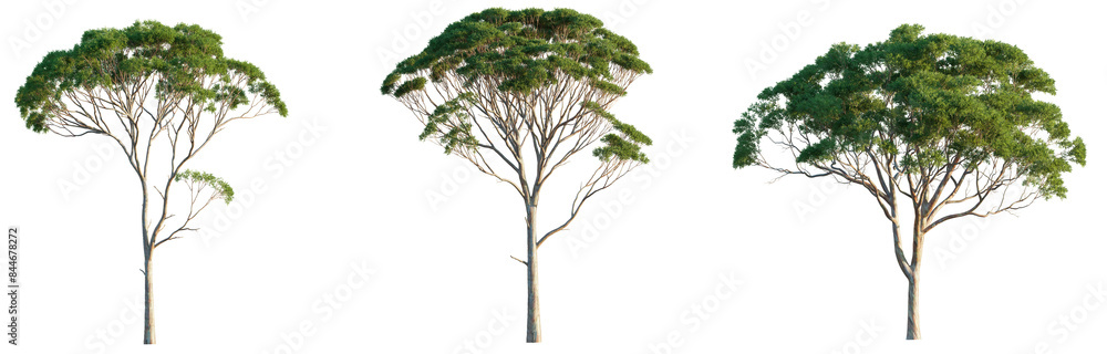 Eucalyptus tree 4k png isolate cutout Eucalyptus tree 4k png isolate cutout