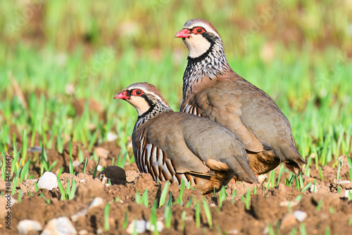 Pair of partridges