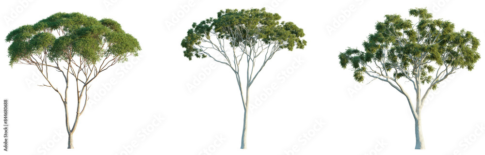 Eucalyptus tree 4k png isolate cutout Eucalyptus tree 4k png isolate cutout