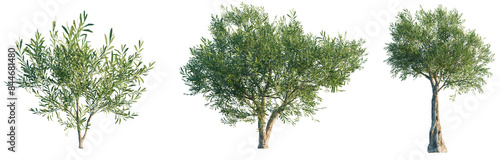Olea europaea tree 4k png isolate cutout