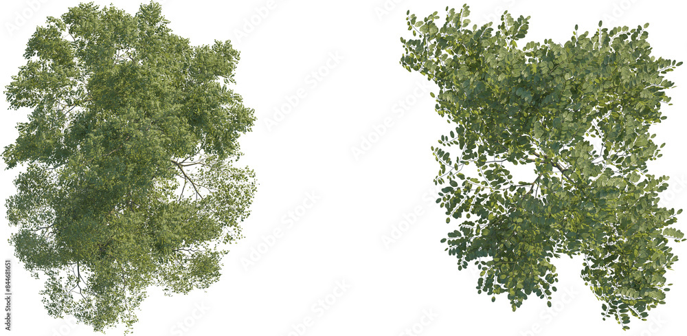 Robinia pseudoacacia tree top view, tree plan 4k png cutout Robinia pseudoacacia tree top view, tree plan 4k png cutout