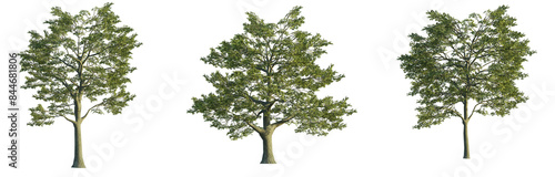 Quercus robur tree 4k png isolate cutout