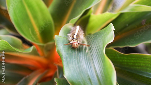 Brown furry caterpillar on the rose leaf. photo