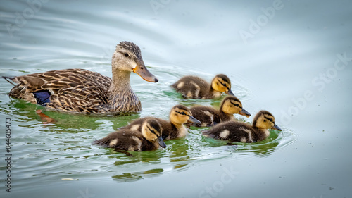 Mamma and baby ducks on a pond