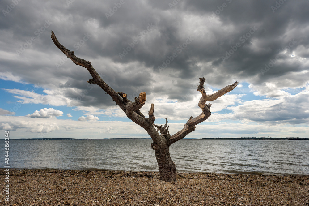 dead tree on the beach beside the sea with dramatic sky