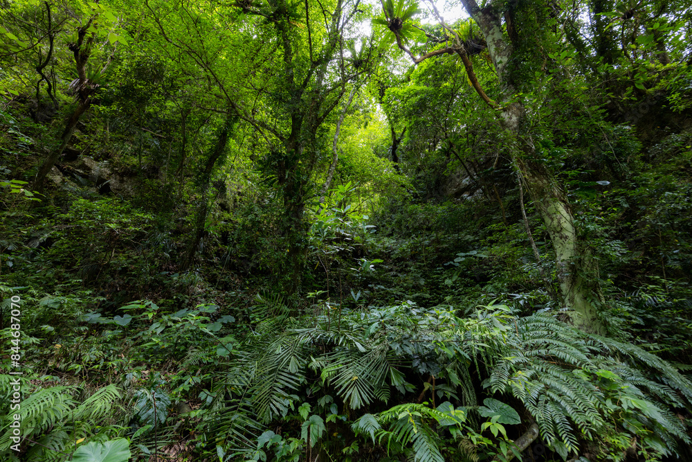 Obraz premium Tropical rain forest landscape in the hiking trail