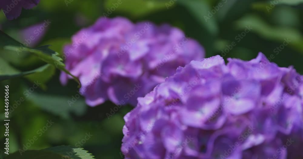 A hydrangea flower at the garden in the public park extreme close up focusing A hydrangea flower at the garden in the public park extreme close up focusing
