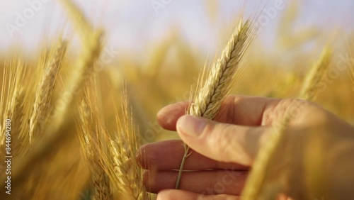 Farmers agronomist hand touches ears of wheat in field. Harvesting and farming concept.  Agricultural golden field in summer, growing cereals.