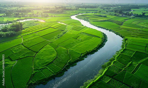 Growing rice and grains by farmers Cultivation and production © jajuji