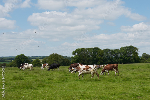 Wallpaper Mural Le Perche - vaches normandes dans un champ Torontodigital.ca