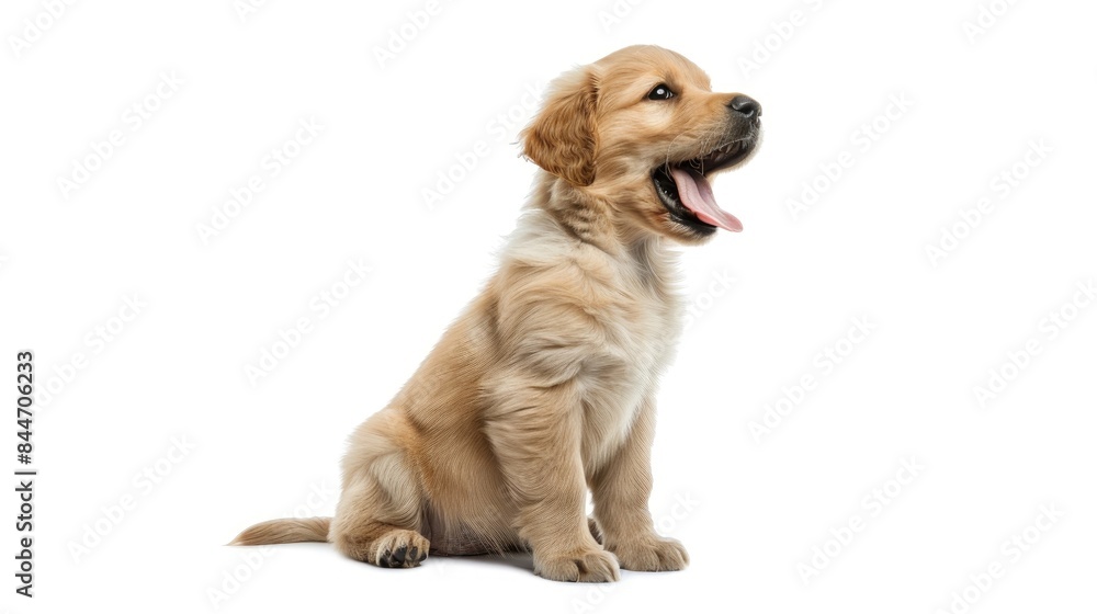 Charming three month old Golden Retriever puppy sitting sideways with open mouth and tongue out gazing away from the camera Dark brown eyes white background Charming three month old Golden Retriever puppy sitting sideways with open mouth and tongue out gazing away from the camera Dark brown eyes white background