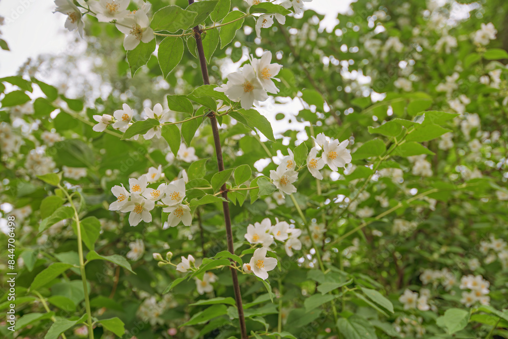 Fototapeta premium white jasmine flowers in the garden