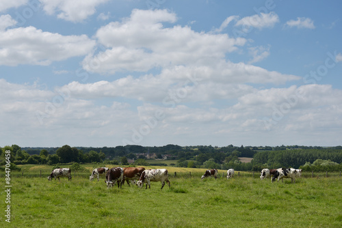 Wallpaper Mural Le Perche - vaches dans un champ Torontodigital.ca