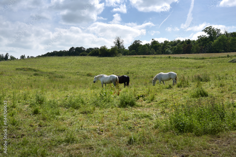 Fototapeta premium Le Perche - chevaux