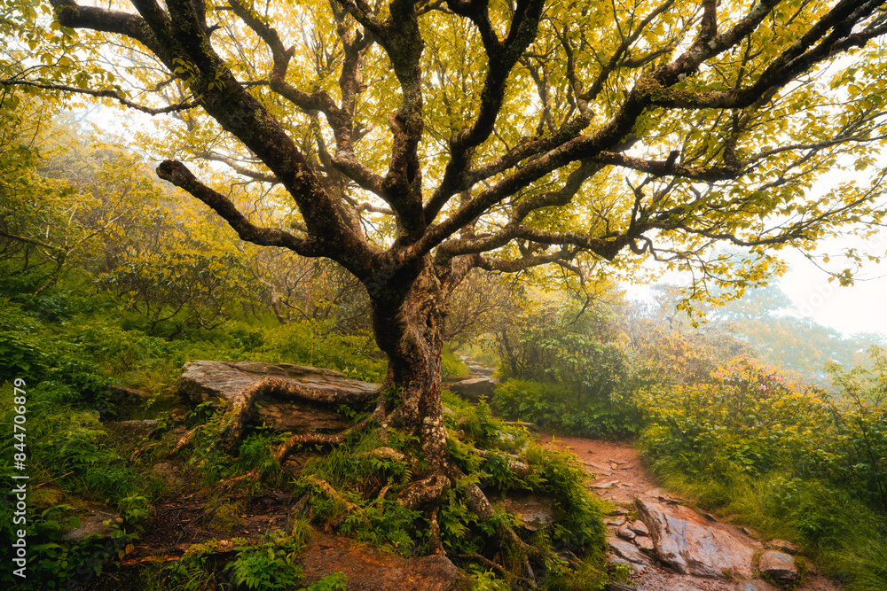 A sunny morning in the forest through a large, majestic tree along an earthen trail. Craggy Gardens Pinnacle Trail, North Carolina, USA. A sunny morning in the forest through a large, majestic tree along an earthen trail. Craggy Gardens Pinnacle Trail, North Carolina, USA.