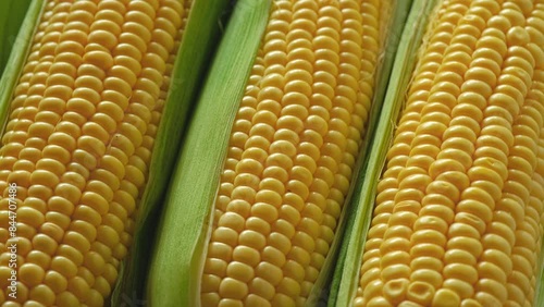 Fresh raw yellow corn cob with rotating closeup. Corn harvest in agriculture