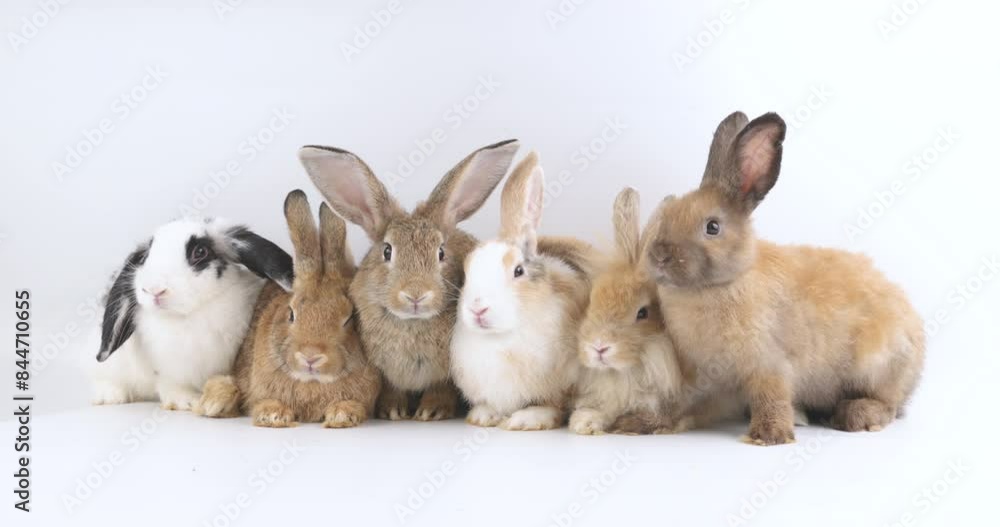 Adult bunny easter fluffy rabbits posing on white nature background on sunny day, Lovely mammal with beautiful bright eyes in nature life. Symbol animal of easter day. Nearly one year old rabbit. Adult bunny easter fluffy rabbits posing on white nature background on sunny day, Lovely mammal with beautiful bright eyes in nature life. Symbol animal of easter day. Nearly one year old rabbit.