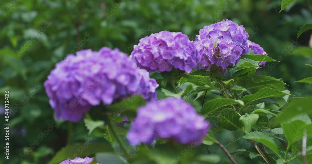 A hydrangea flower at the garden in the public park front blur A hydrangea flower at the garden in the public park front blur