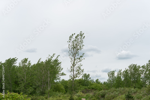 wind swept trees on a gray cloudy sky near the lake