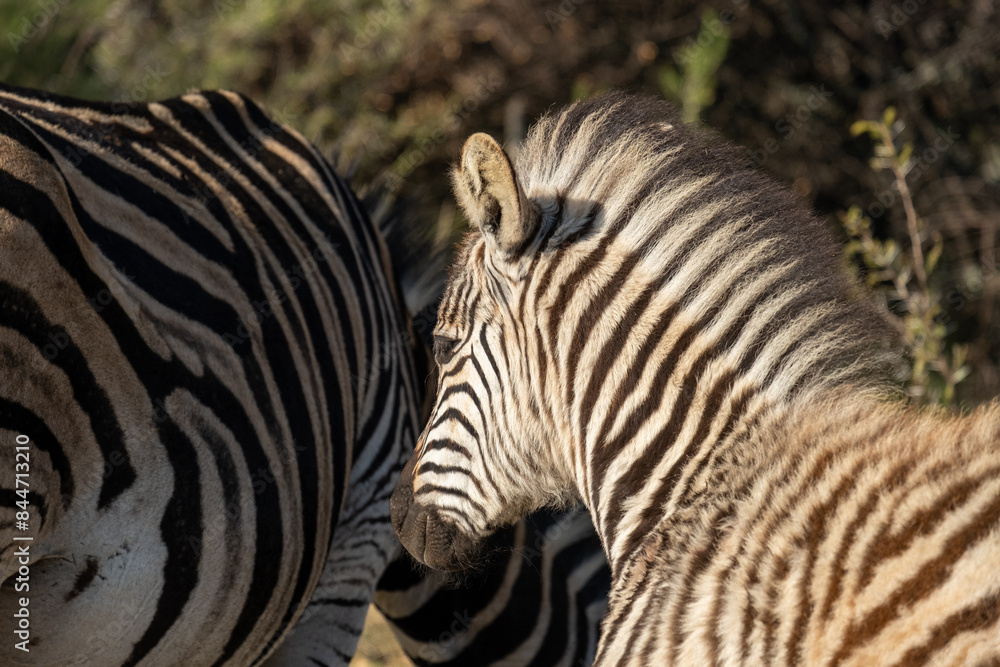 Close up of a Zebra foal standing amongst the rest of the herd Close up of a Zebra foal standing amongst the rest of the herd