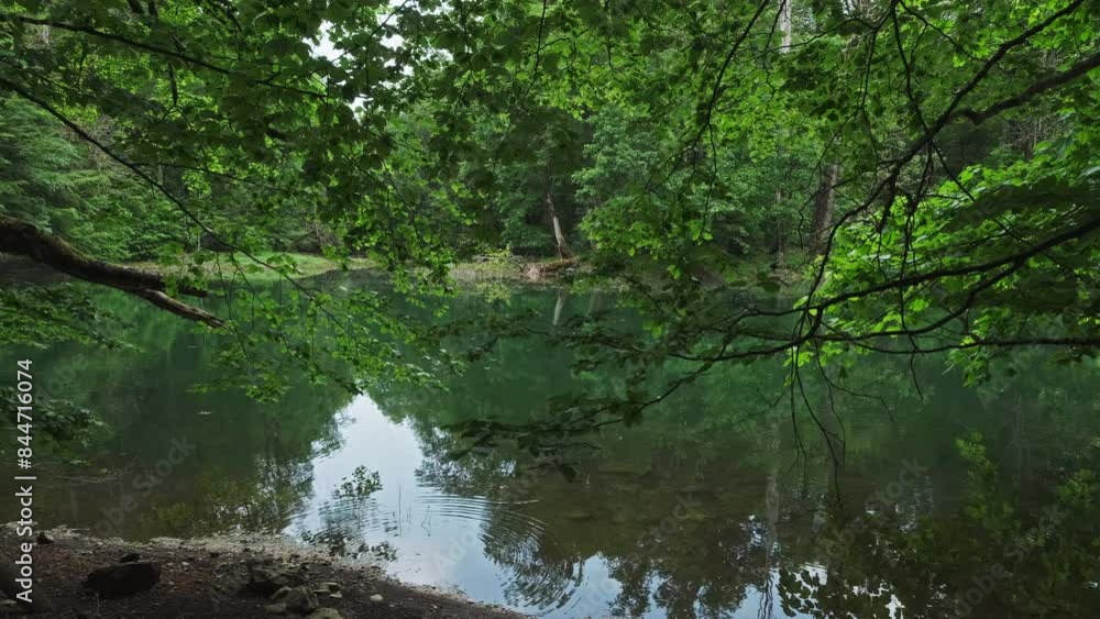 Forest lake view at summer. Trees reflects in calm green water. Peaceful landscape, 4k Forest lake view at summer. Trees reflects in calm green water. Peaceful landscape, 4k