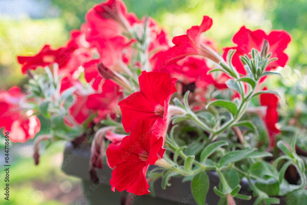 Rote Blumen aus nächster Nähe, Petunie Rote Blumen aus nächster Nähe, Petunie