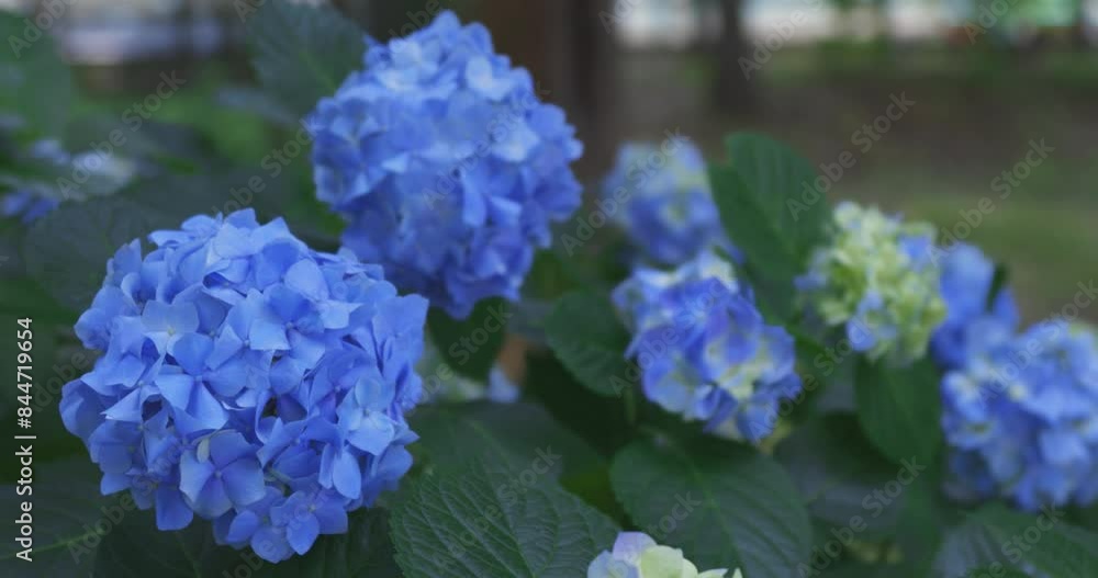 A hydrangea flower at the garden in the public park handheld A hydrangea flower at the garden in the public park handheld
