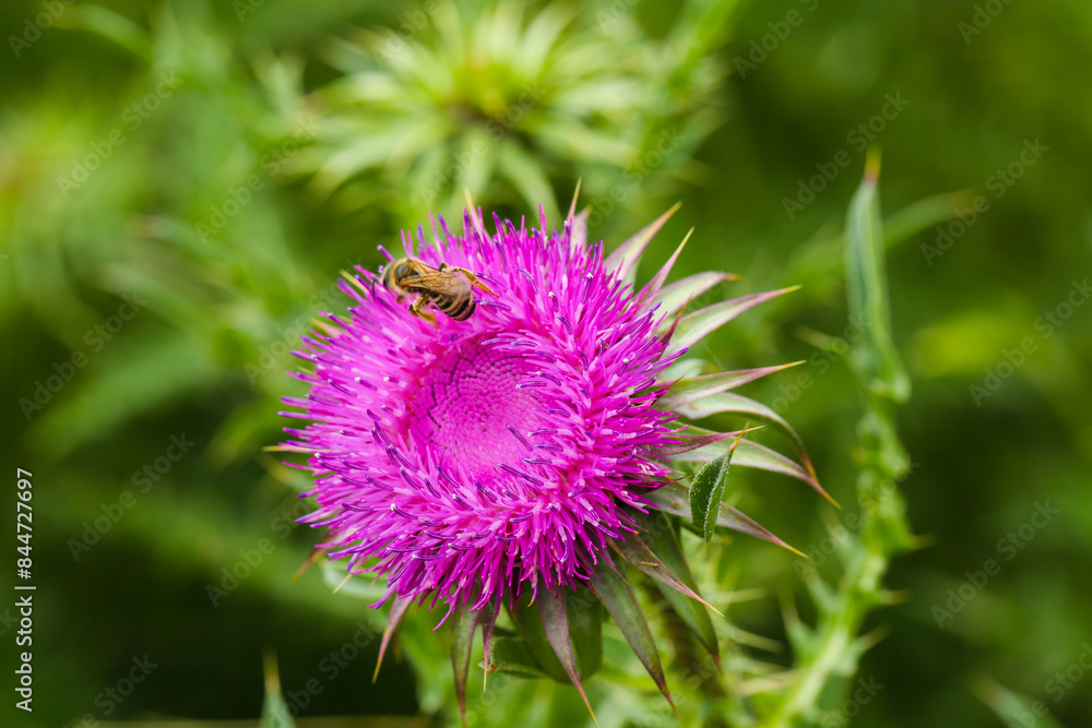 Carduus nutans, nodding thistle in the field Carduus nutans, nodding thistle in the field