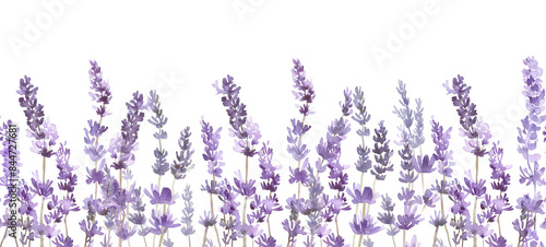 Seamless Horizontal Watercolor lavender isolated on transparent background