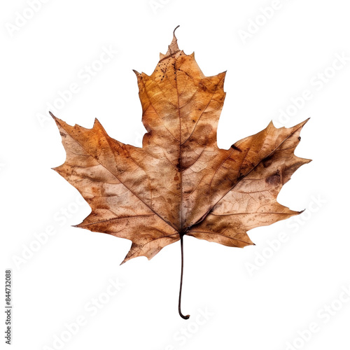 autumn maple leaf isolated with transparent background