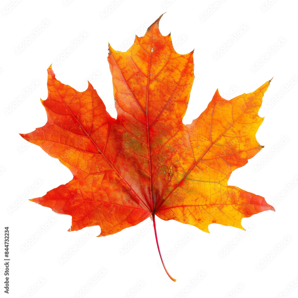 autumn maple leaf isolated with transparent background autumn maple leaf isolated with transparent background