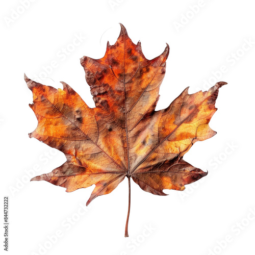 autumn maple leaf isolated with transparent background